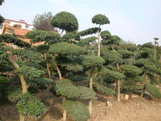 河南潢川苗木基地