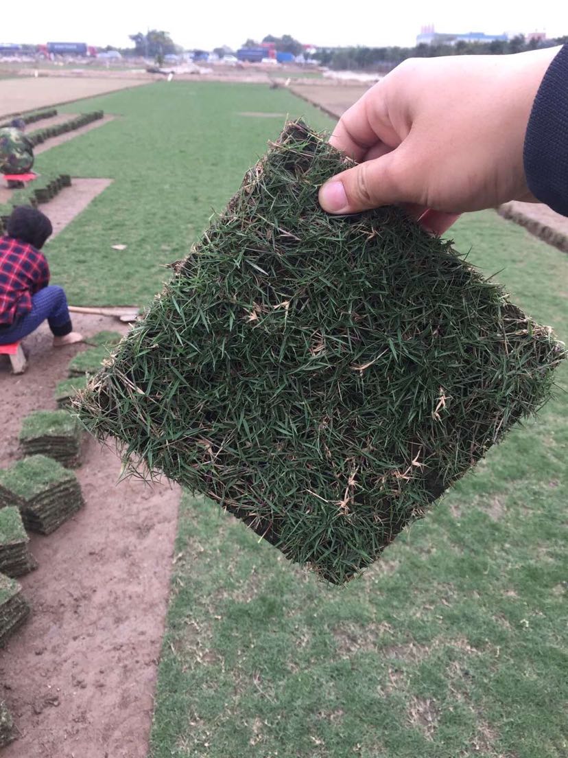 台湾草块(台湾草)_台湾草块(台湾草)面议_台湾草块(台湾草)采购_中山