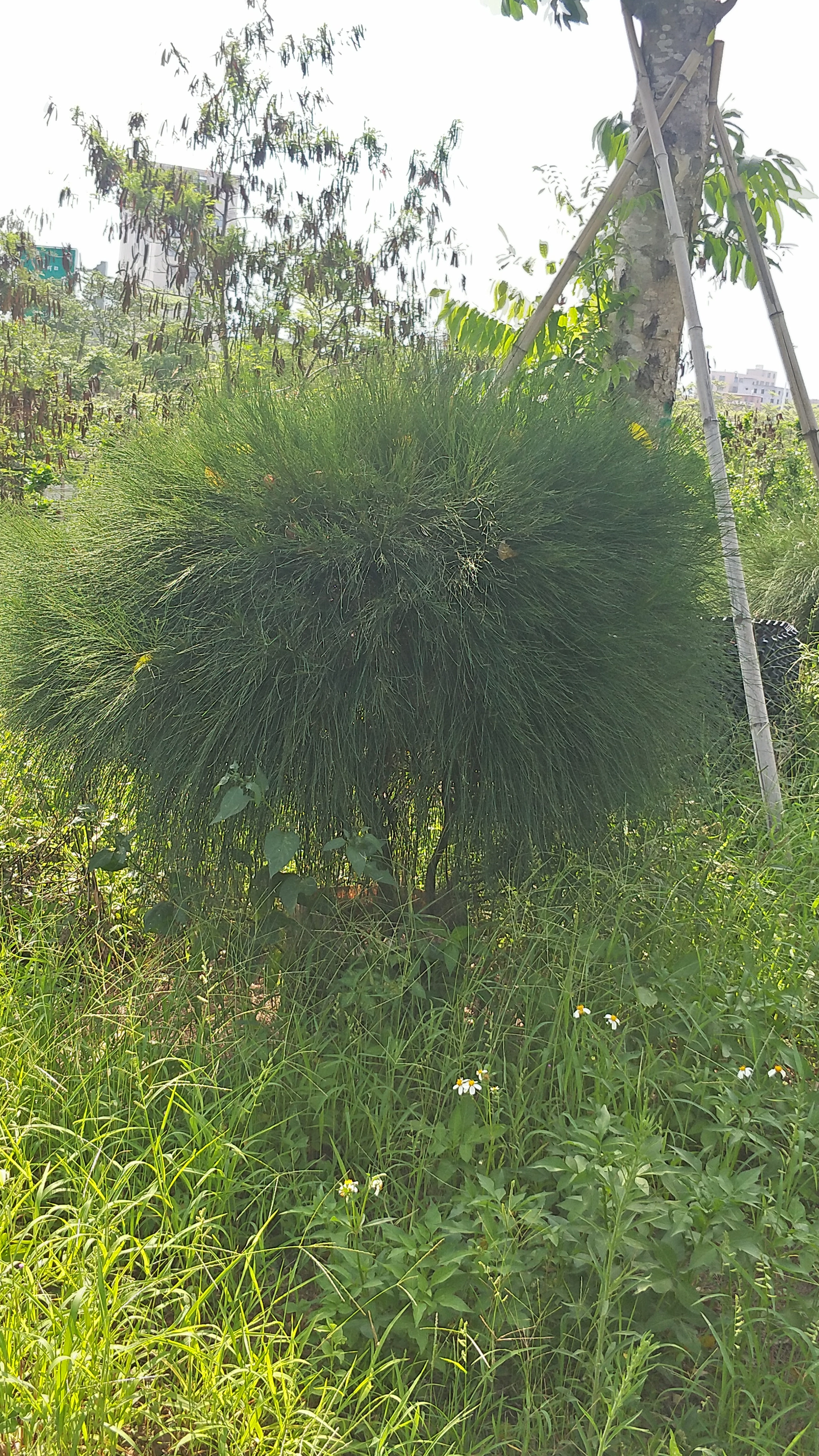 千头木麻黄(木麻黄)