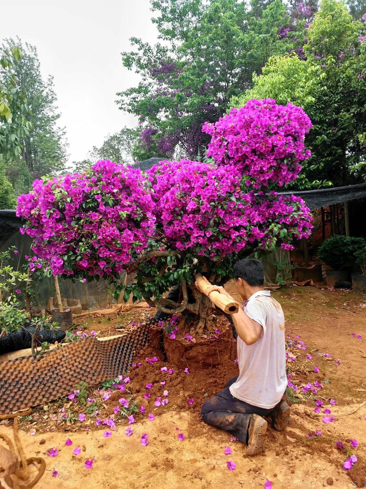 云南紫三角梅(紫花三角梅)