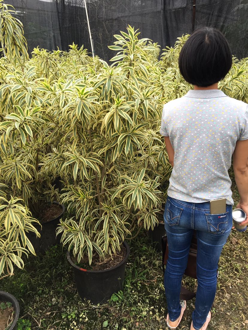 黄金百合竹金边百合竹