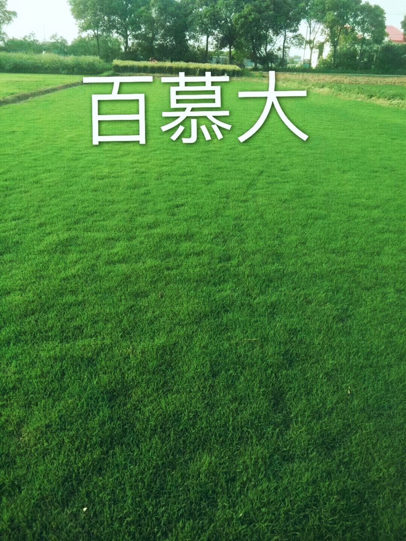 百慕大草