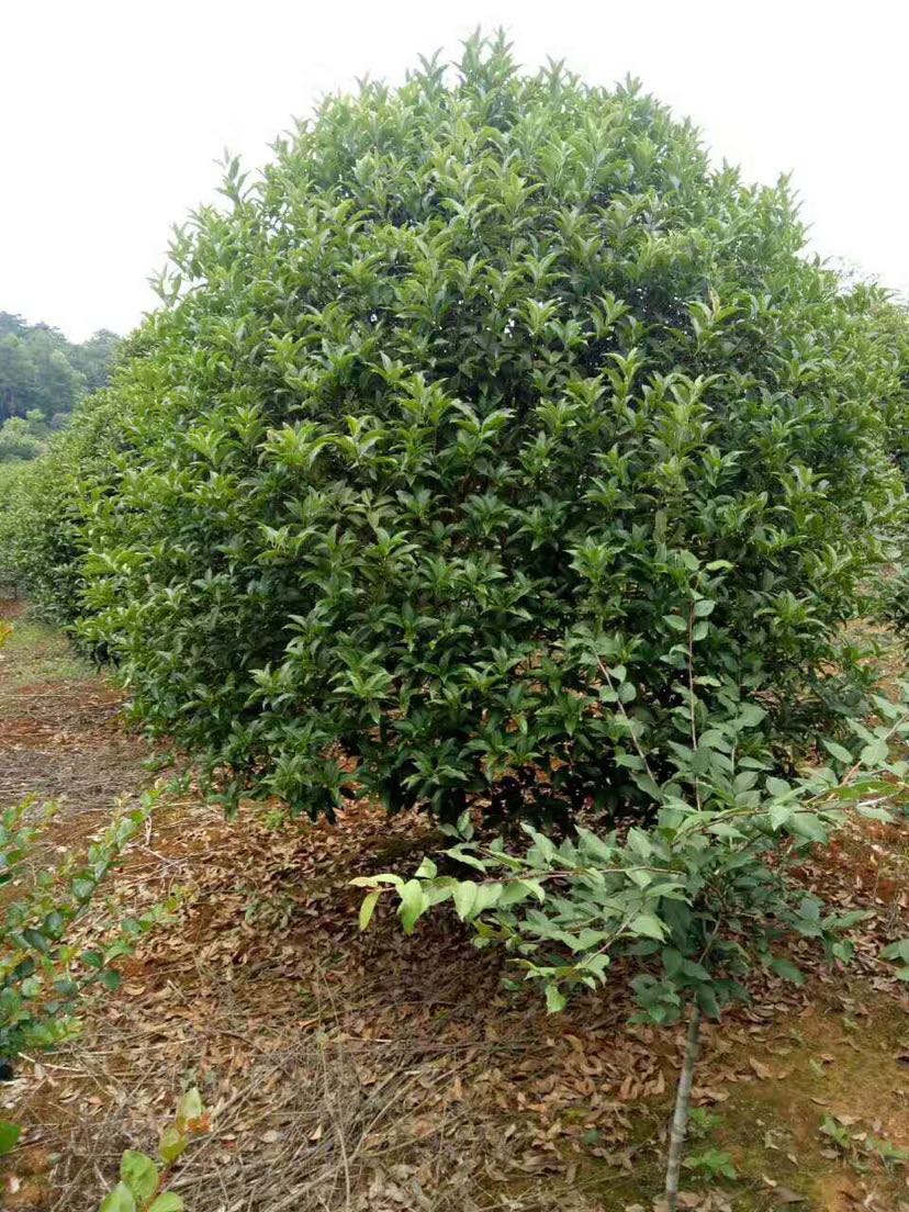 桂花