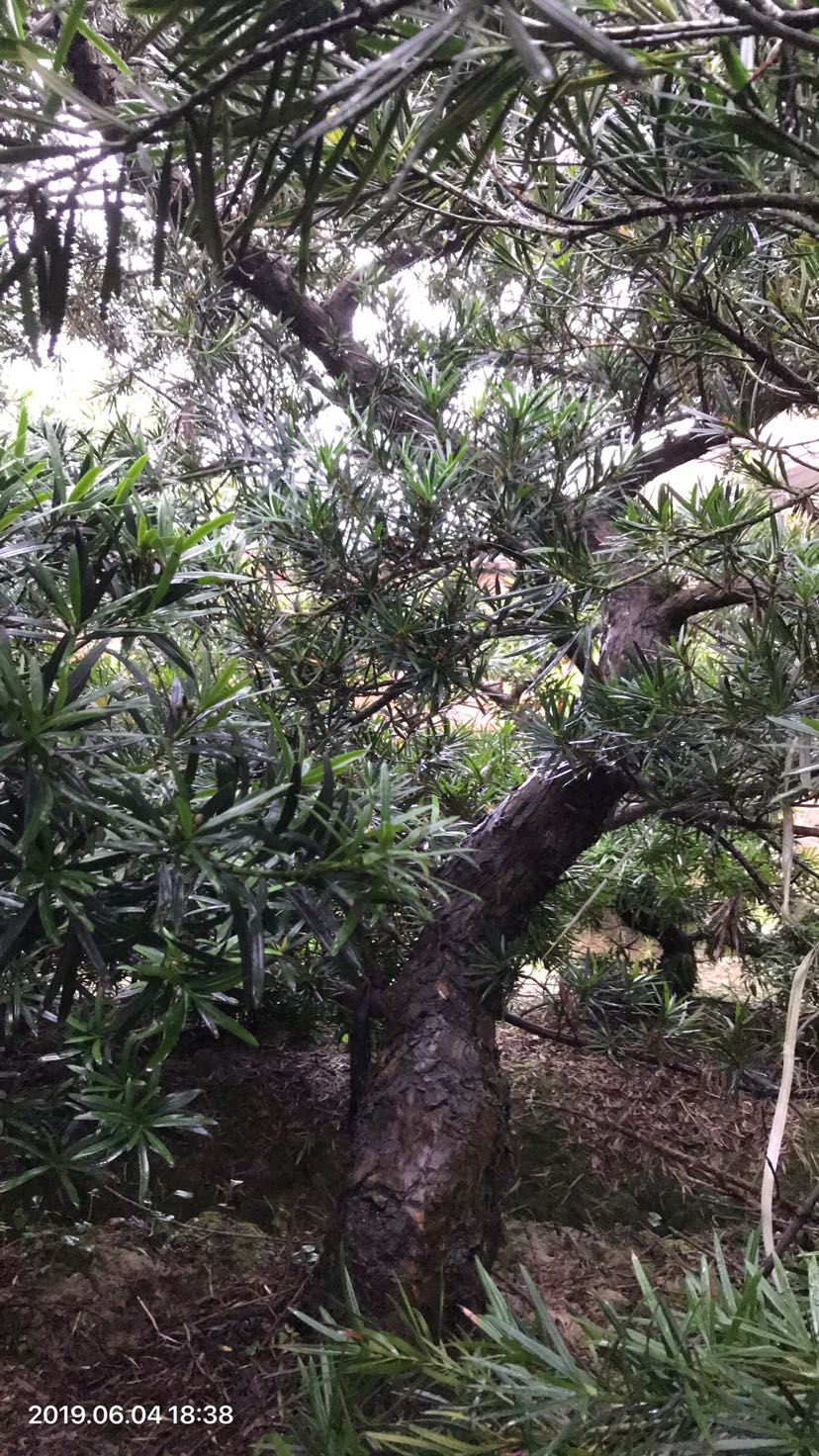平时对罗汉松盆景的摘心工作
