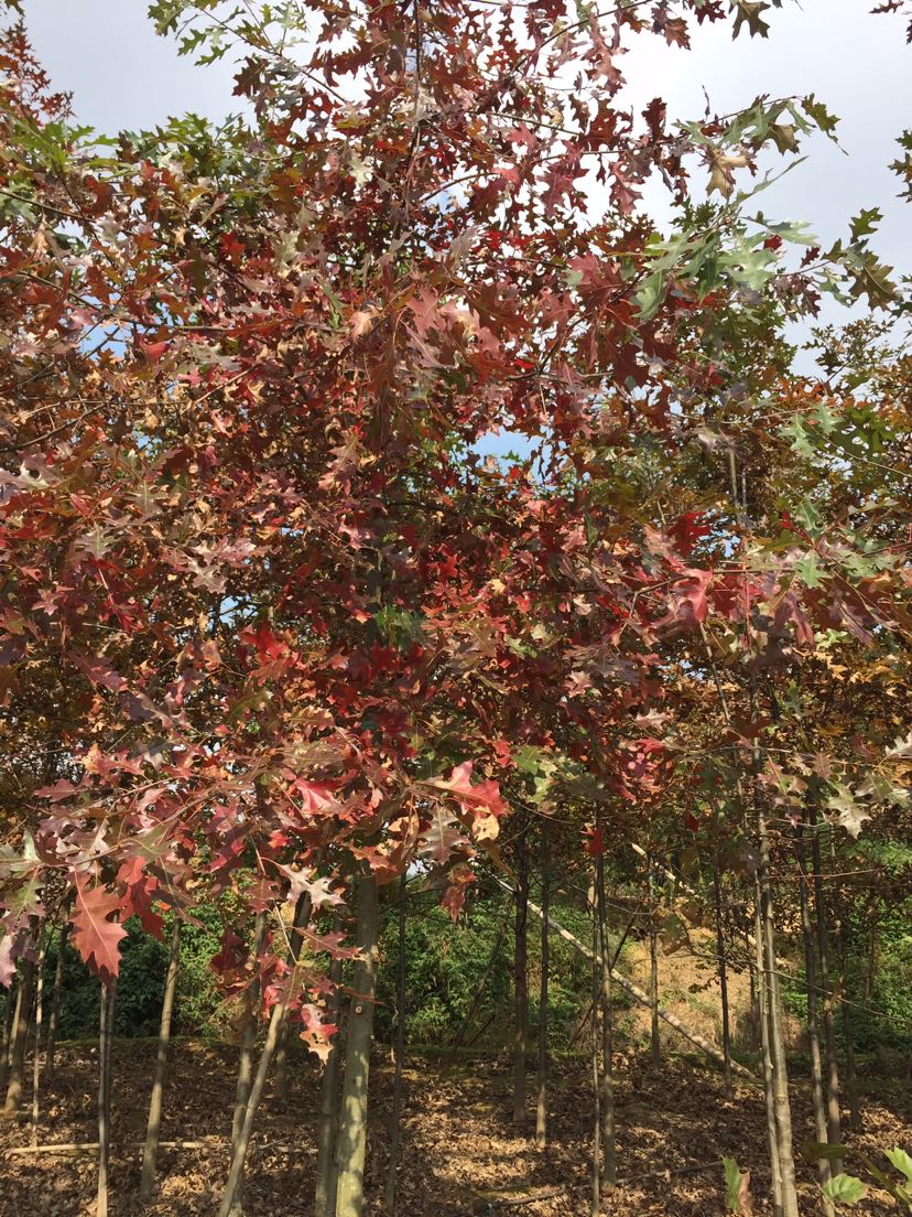 沼生栎_沼生栎面议_沼生栎采购_叶发龙-花木易购