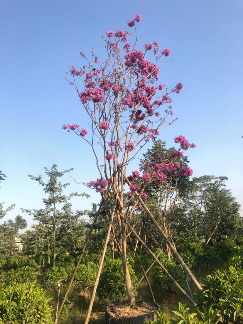 紫花风铃木