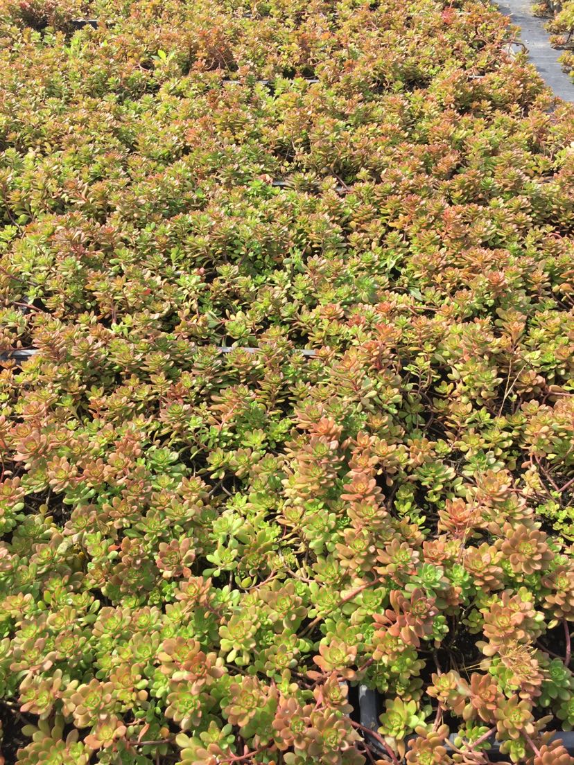 地址:浙江 杭州参数苗木分类:地被种植类型:容器苗备注:火焰景天120