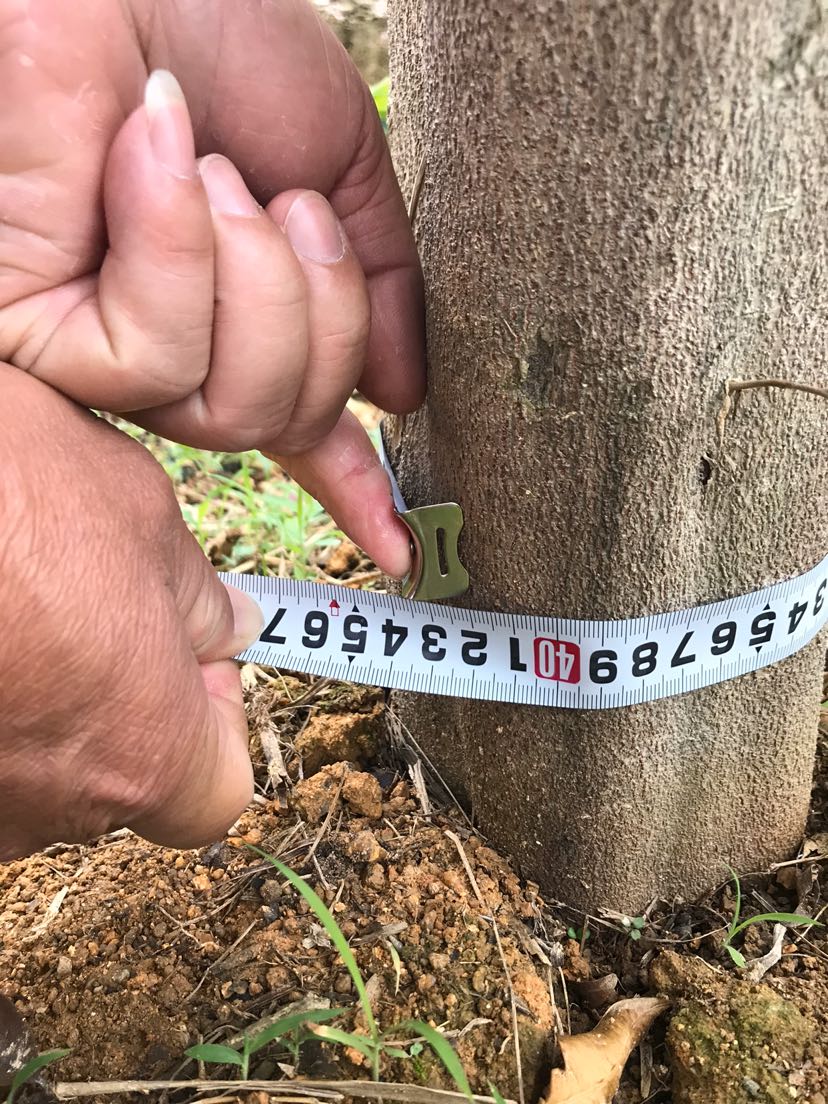 冠幅:80-160cm 苗木分类:乔木种植类型:移植苗 备注:正宗棋楠沉香母树