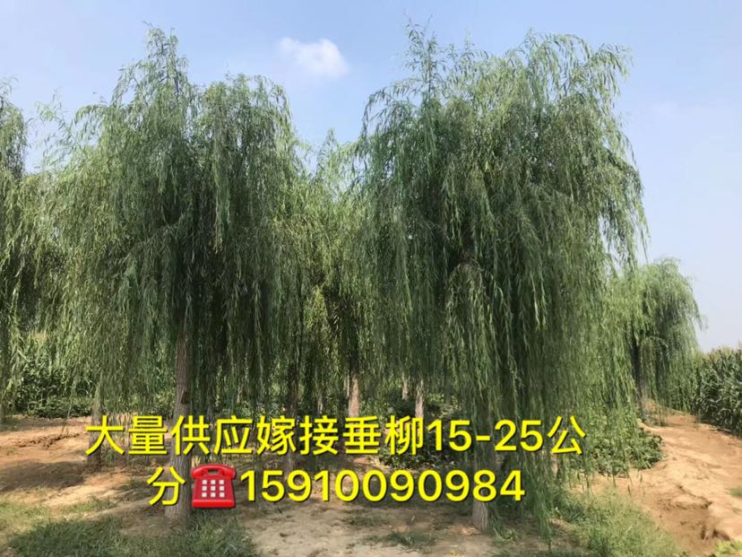 垂柳