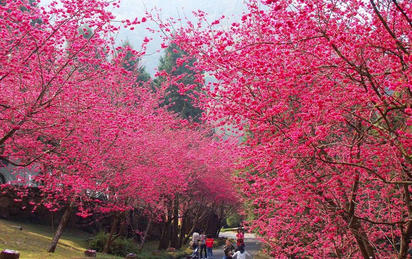 中国红樱花