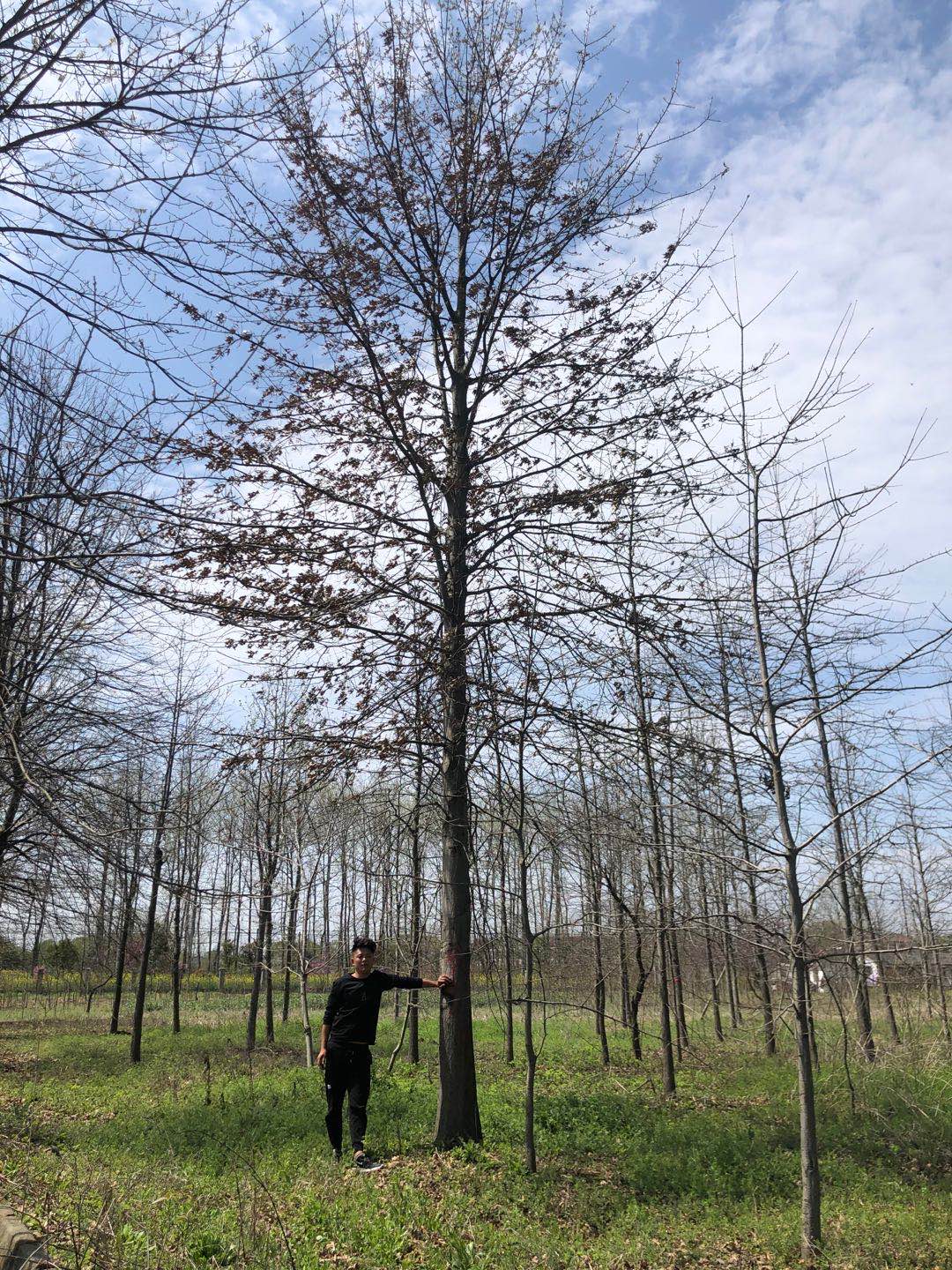 胸径:10-25cm高度:600-1100cm冠幅:250-450cm 苗木分类:乔木种植类型