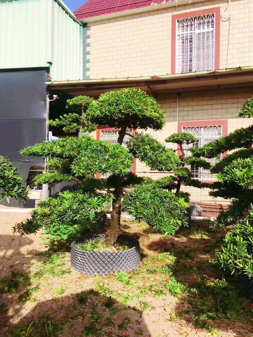 台湾罗汉松