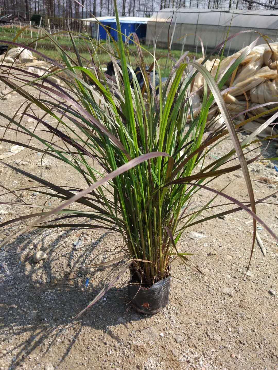 紫叶狼尾草_紫叶狼尾草面议_紫叶狼尾草采购_水生观赏