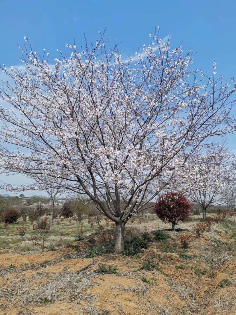 染井吉野早樱