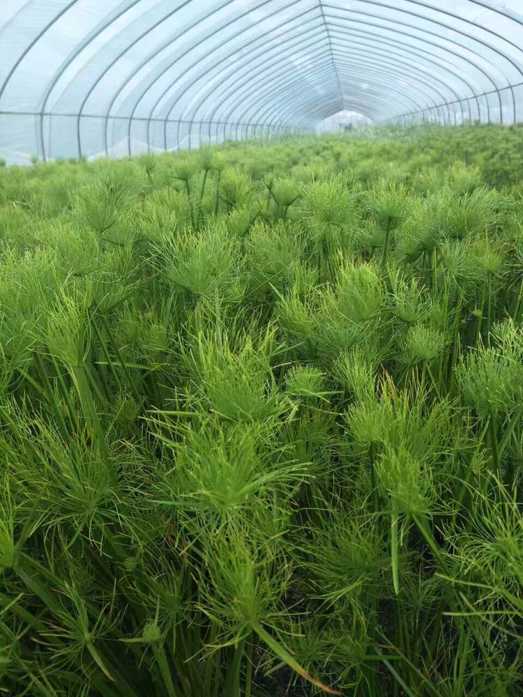 纸莎草