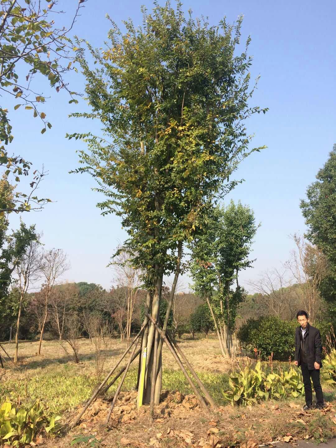 胸徑:8-12cm高度:500-600cm冠幅:250-300cm 苗木分類:喬木種植類型