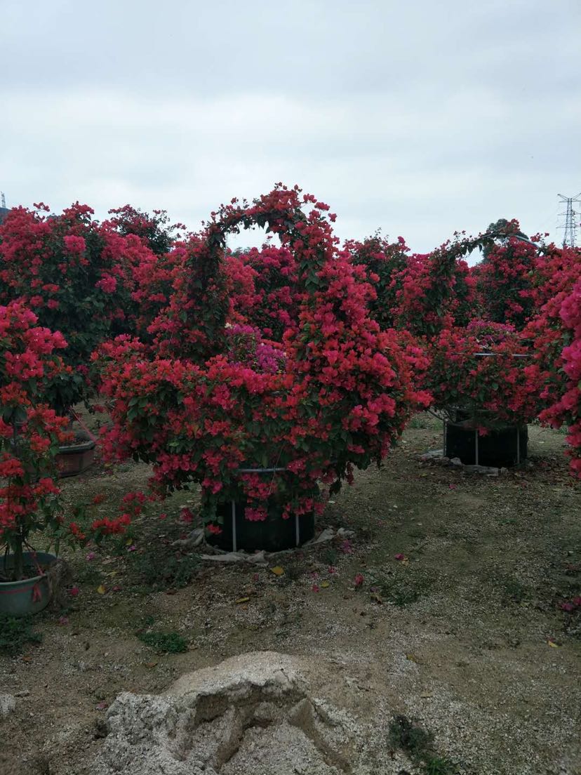 源地址:福建 漳州 参数 高度:200cm冠幅:200cm 苗木分类:桩景种植类型