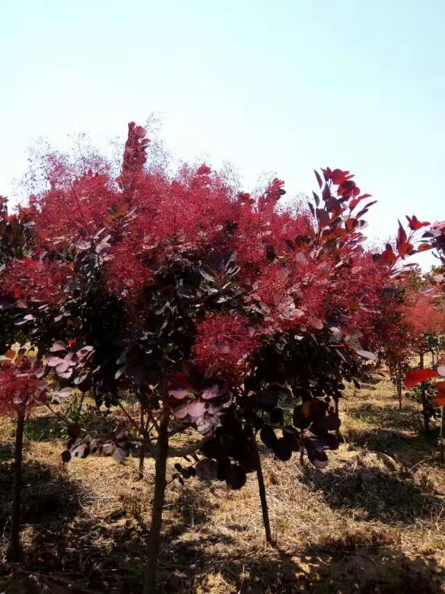 红栌树简介图片