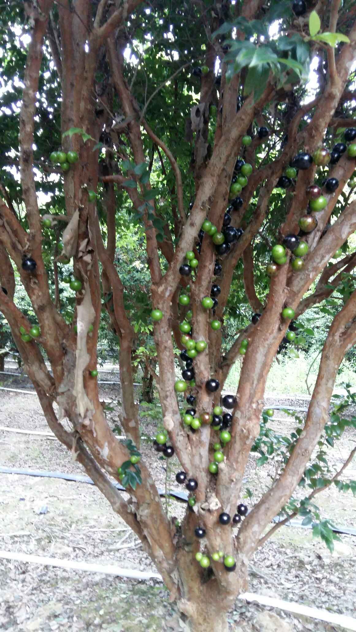 嘉多宝树的果树图图片