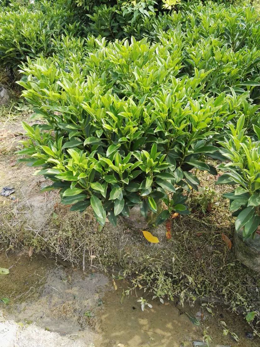 廣東 揭陽 參數 高度:70-100cm冠幅:70-100cm 苗木分類:灌木種植類型