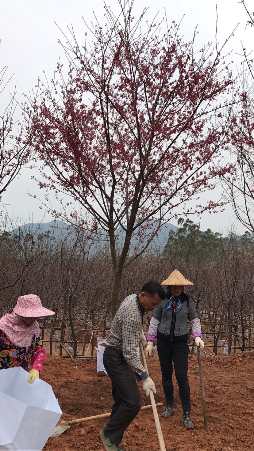 福建山樱花