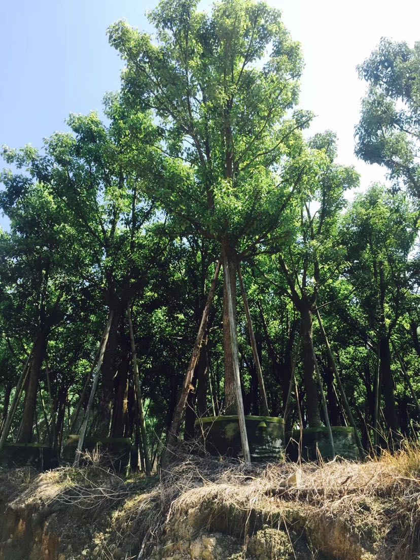 特选香樟_特选香樟面议_特选香樟采购_林-华苑供应商-花木易购