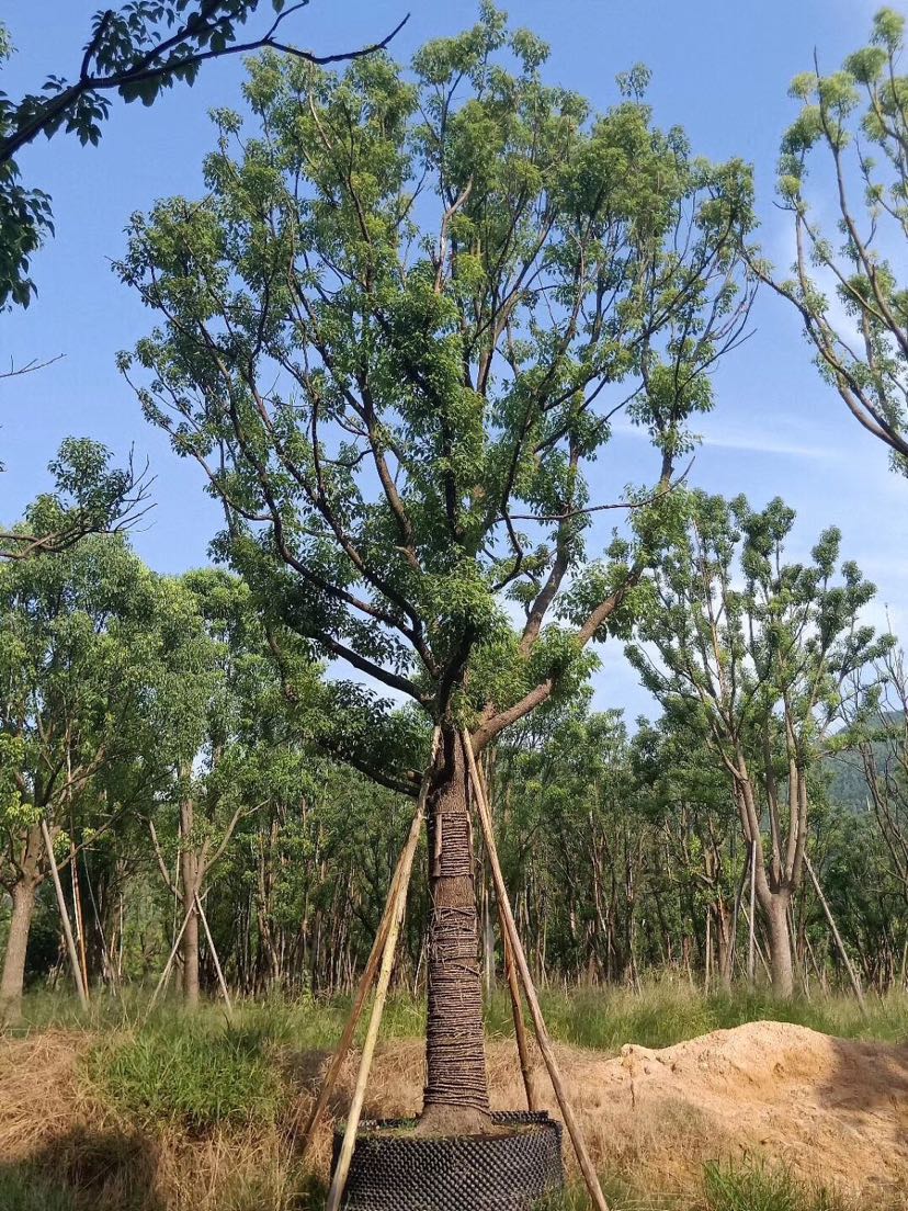 特选香樟_特选香樟面议_特选香樟采购_林-华苑供应商-花木易购