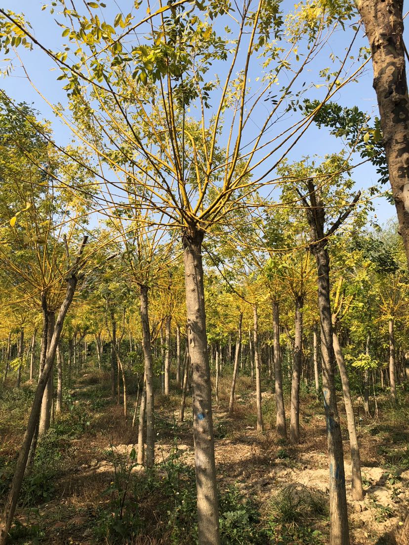 黄金槐苗(黄金槐种植前景)