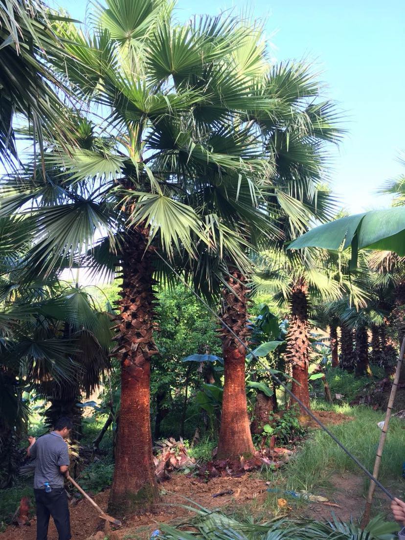 棕榈树的品种并附图片图片