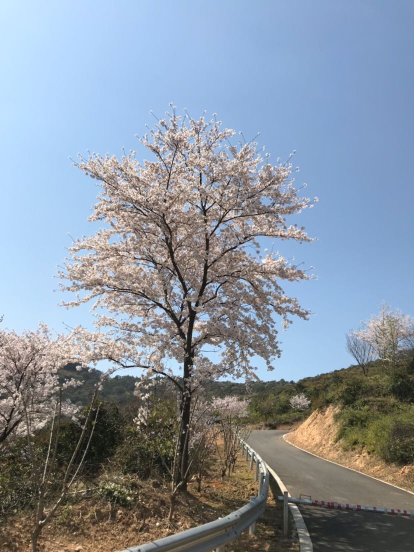 日本早樱和日本晚樱的区别(日本早樱和日本晚樱的区别图片)