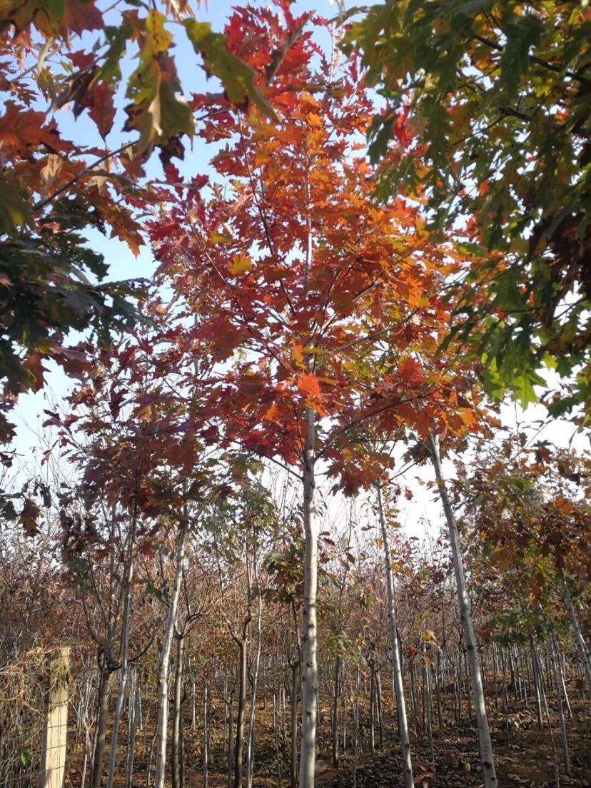 玫红栎铃木图片