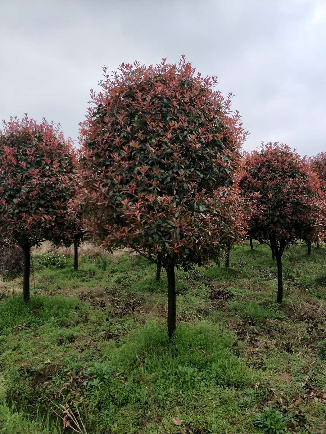 红叶石楠树 五年图片