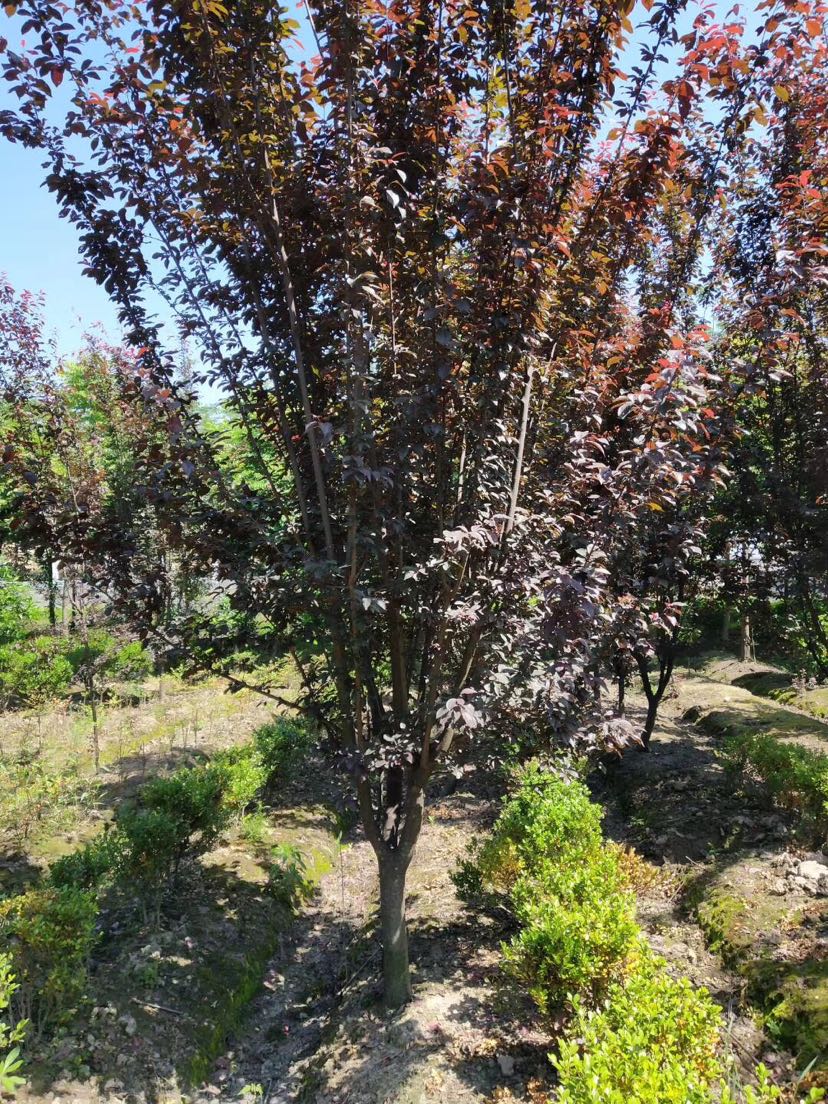 12-02苗源地址:浙江 杭州参数高度:150-200cm苗木分类:灌木种植类型