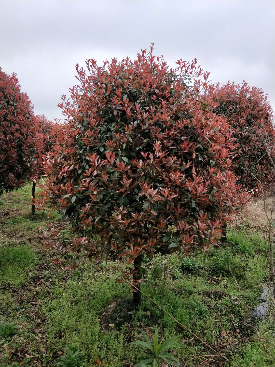 红叶石楠树 五年图片