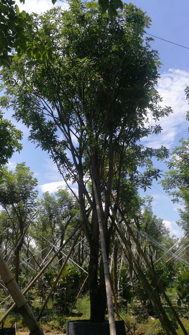 300-800cm 苗木分类:乔木种植类型:容器苗 备注:丛生红花玉蕊,15-99分