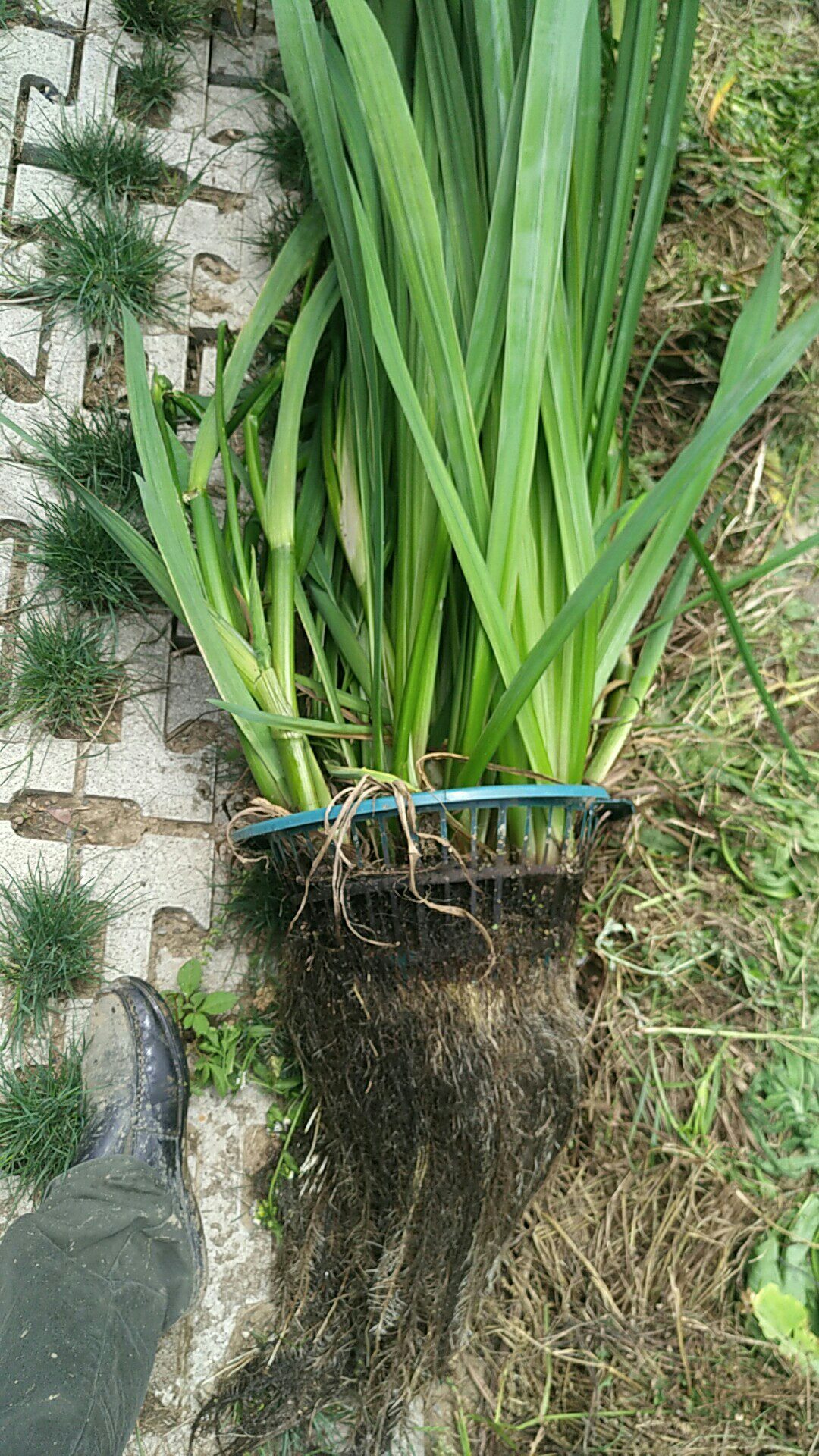 黄菖蒲是水生植物吗(黄菖蒲是水生植物吗图片)