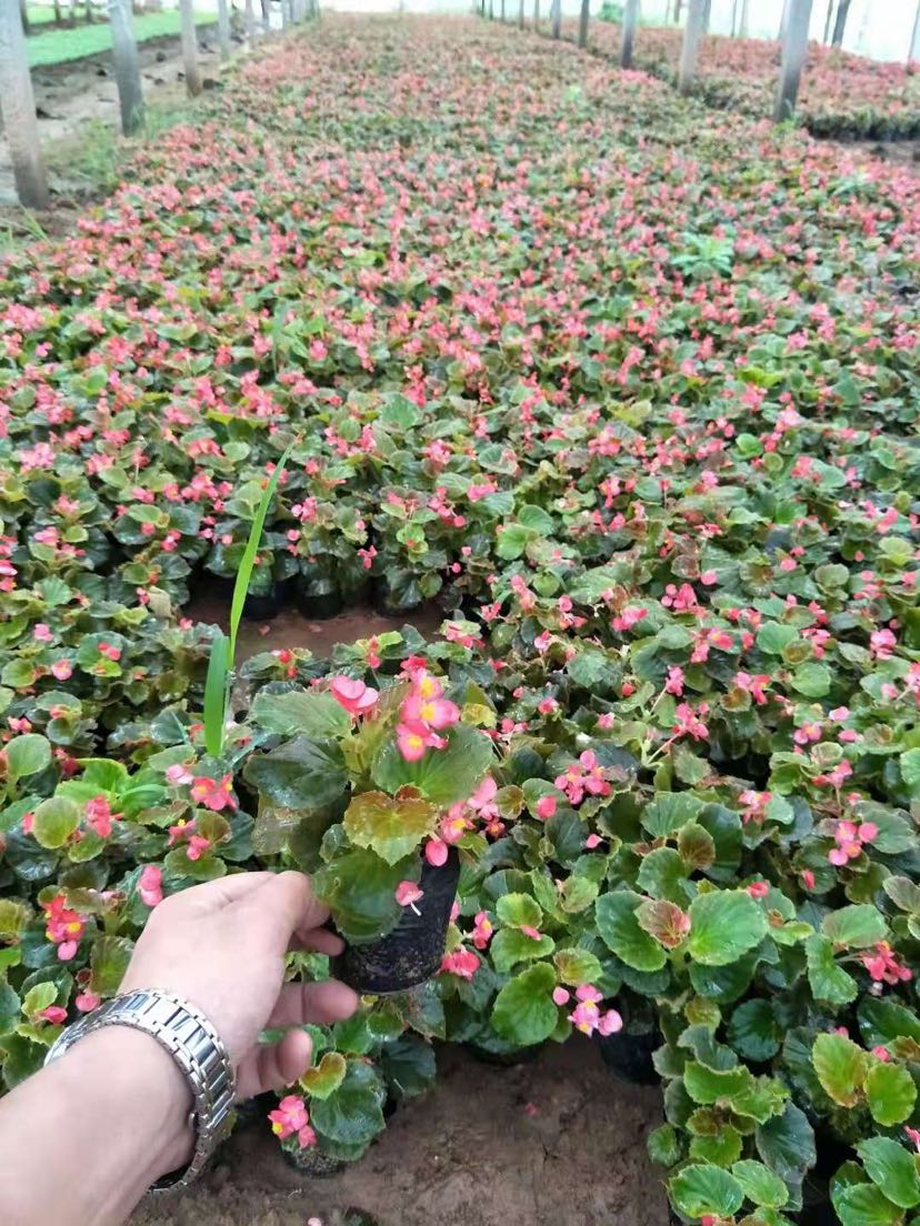 容器苗 备注:常年专供各种:花海用苗,宿根花卉,绿篱小苗,时令草花,水