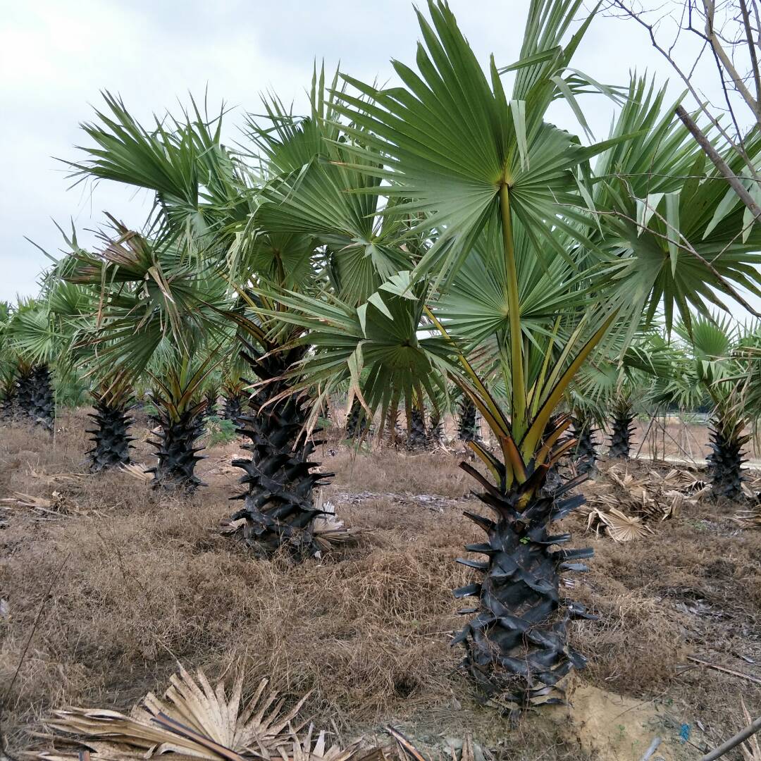 50-60cm(出土量)冠幅:3-4cm脫杆高:1-2cm 苗木分類:棕櫚/蘇鐵種植類型