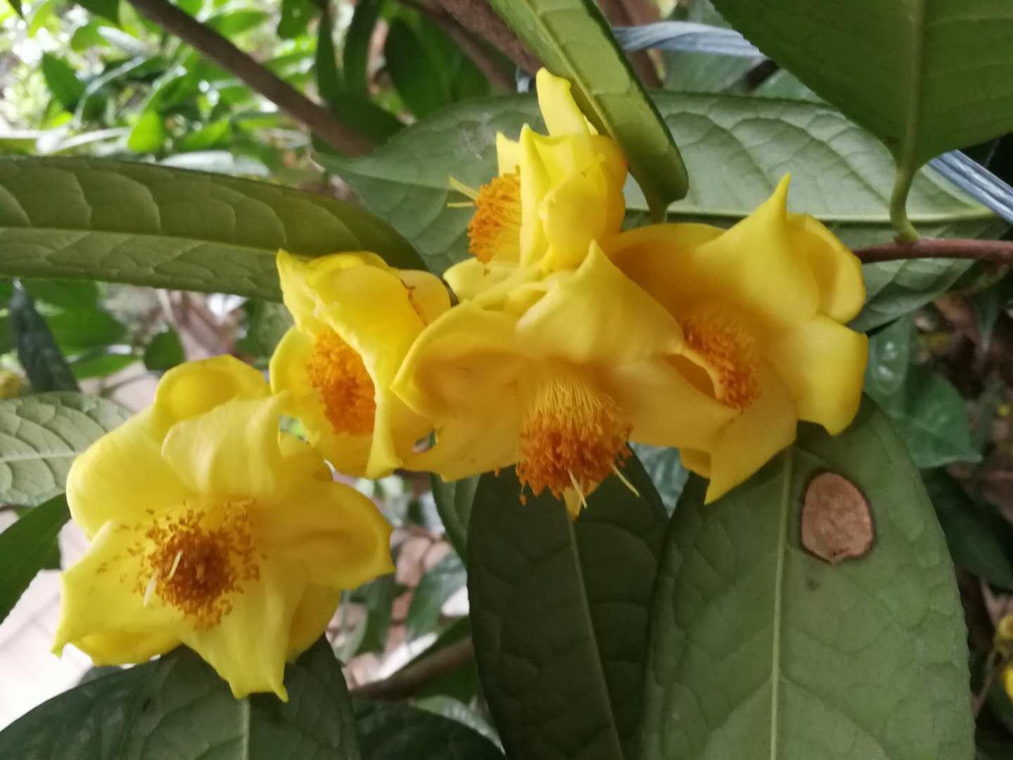 金茶花树图图片