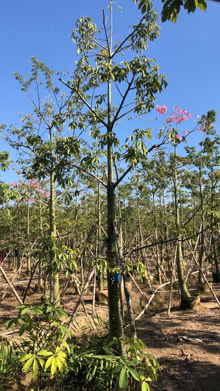 美丽异木棉北方种植图片