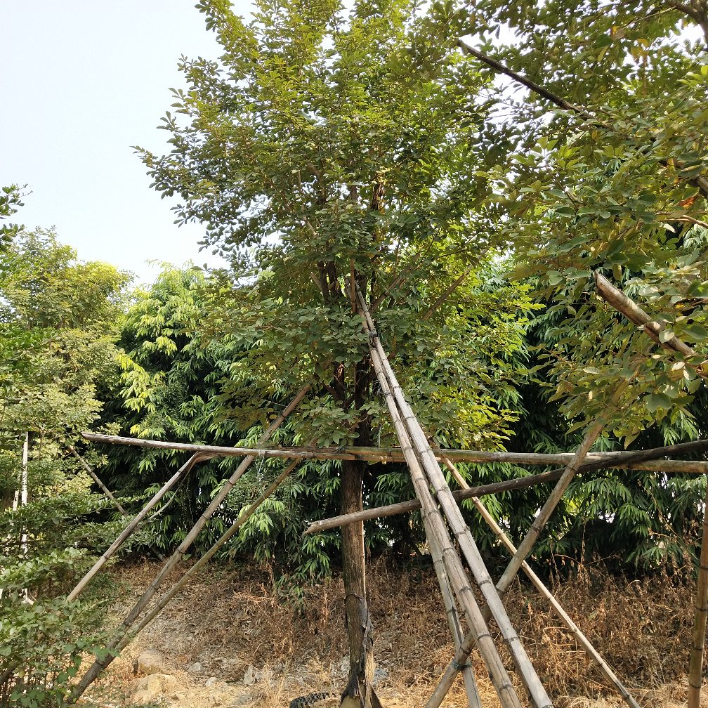 多花黃花風鈴木