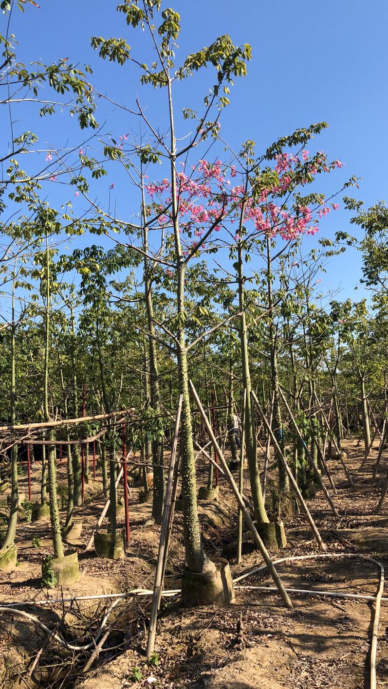 美丽异木棉北方种植图片