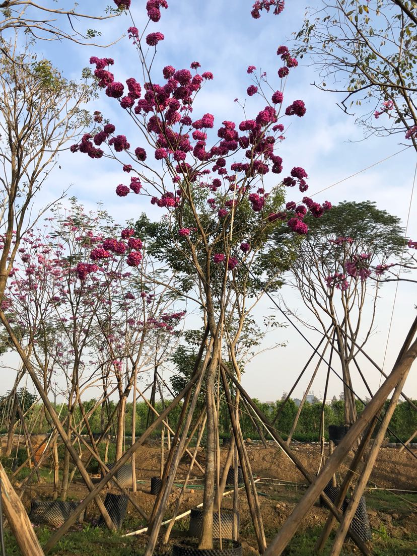 紫花木风铃木的培植法图片