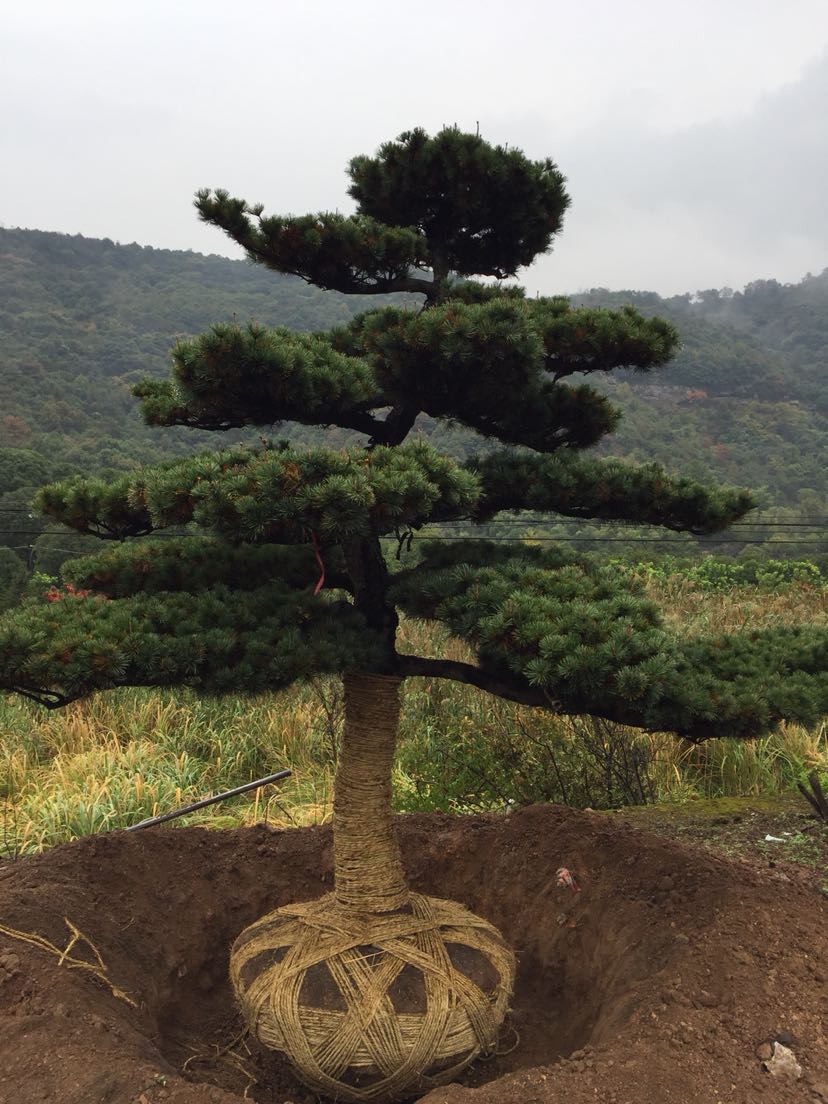 造型五针松