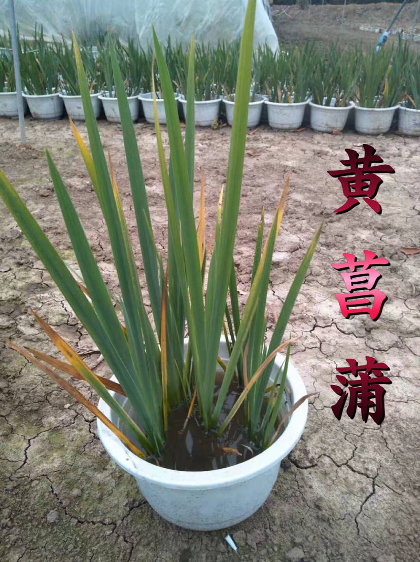 黄菖蒲种植方法图片