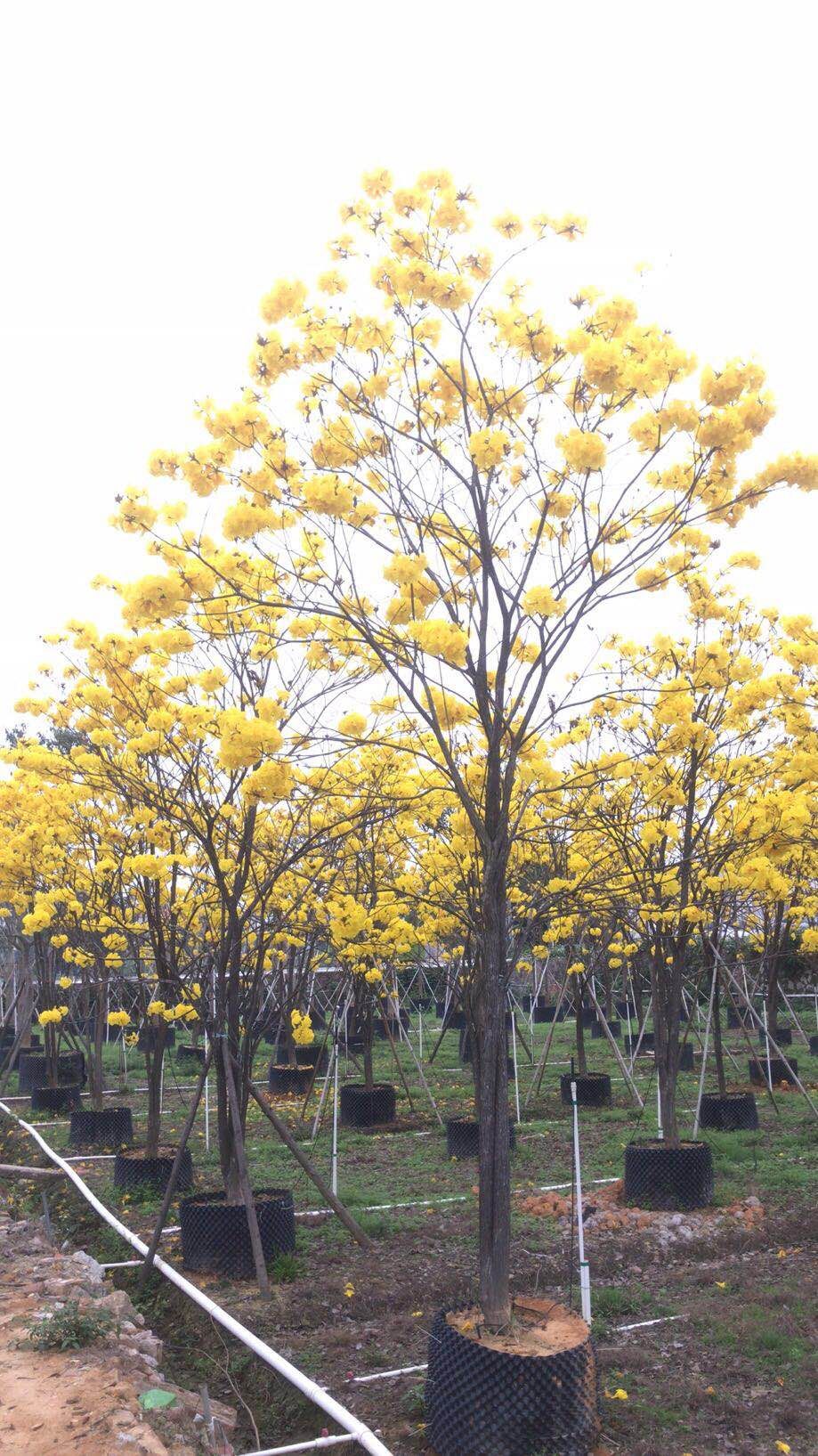 黄花风铃木什么时候开花(黄花风铃木什么时候开花?)