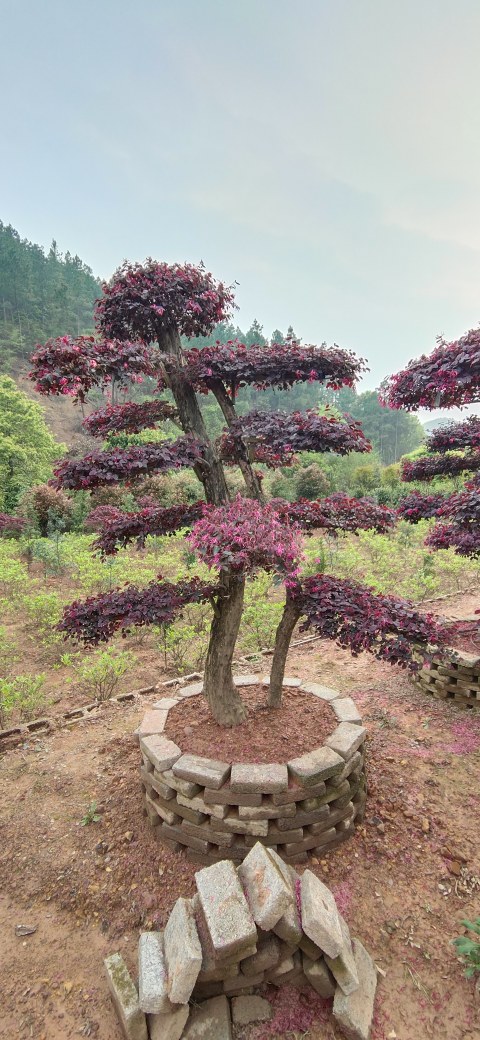 红花继木桩